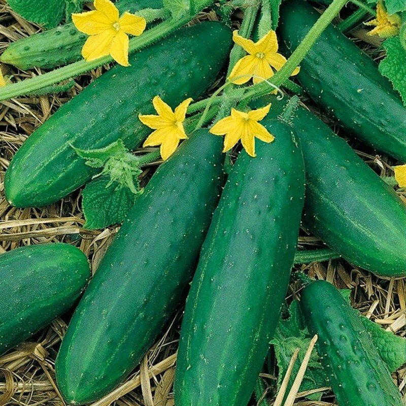 Des graines de choix pour un potager généreux - Fleurs & Plantes