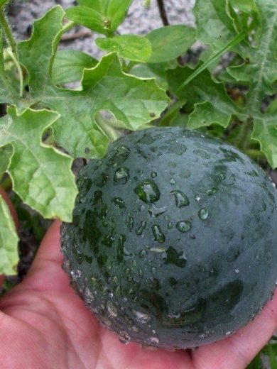Pastèque 'Sugar Baby' (Citrullus lanatus) Graines