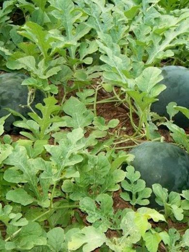 Pastèque 'Sugar Baby' (Citrullus lanatus) Graines