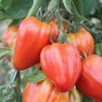 Tomate Cœur de Bœuf 'Sweet Heart' Graines