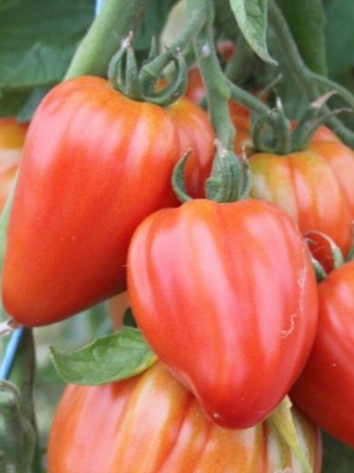 Tomate Cœur de Bœuf 'Sweet Heart' Graines