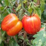 Tomate 'Striped Cavern' (Variété bigarrée) Graines