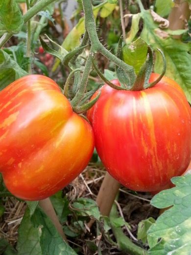 Tomate 'Striped Cavern' (Variété bigarrée) Graines