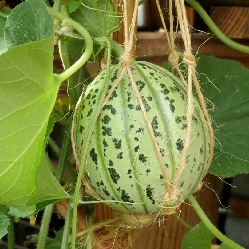 Melon de Lunéville (Variété ancienne) Graines