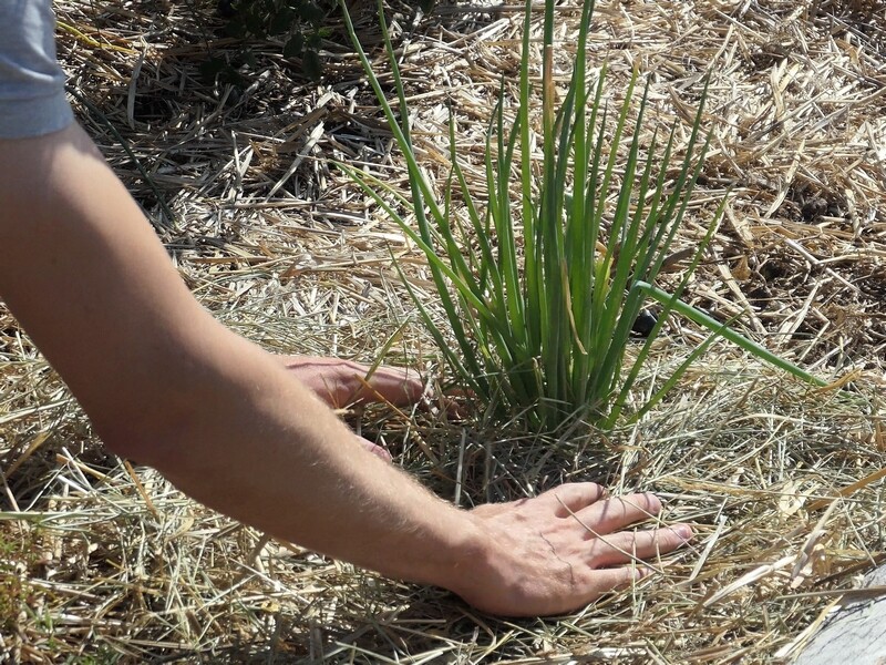 Le meilleur paillage : broyat de bois VS bâche plastique