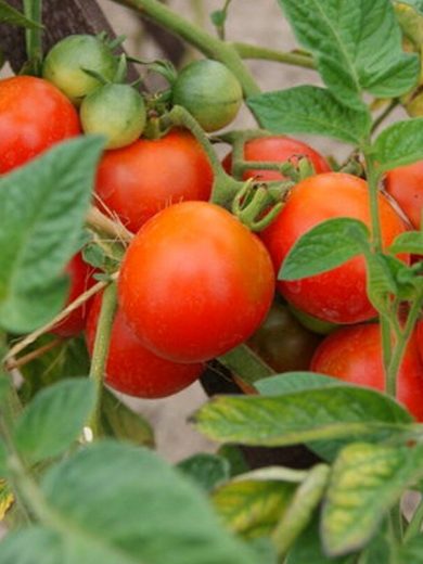 Tomate 'Belle Arlésienne' (Variété ancienne) Graines