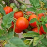 Tomate 'Belle Arlésienne' (Variété ancienne) Graines