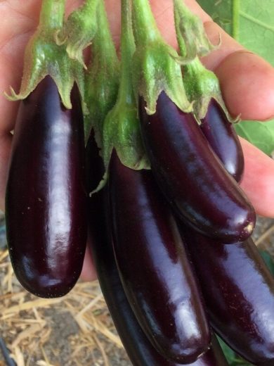 Aubergine 'Little Finger' (Variété précoce) Graines