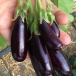 Aubergine 'Little Finger' (Variété précoce) Graines