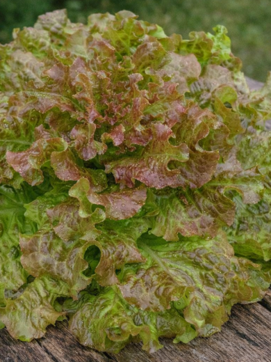 Laitue 'Saint Antoine' (Variété précoce) Graines