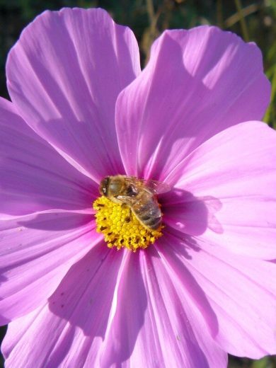 Cosmos annuel (Cosmos bipinnatus) Graines