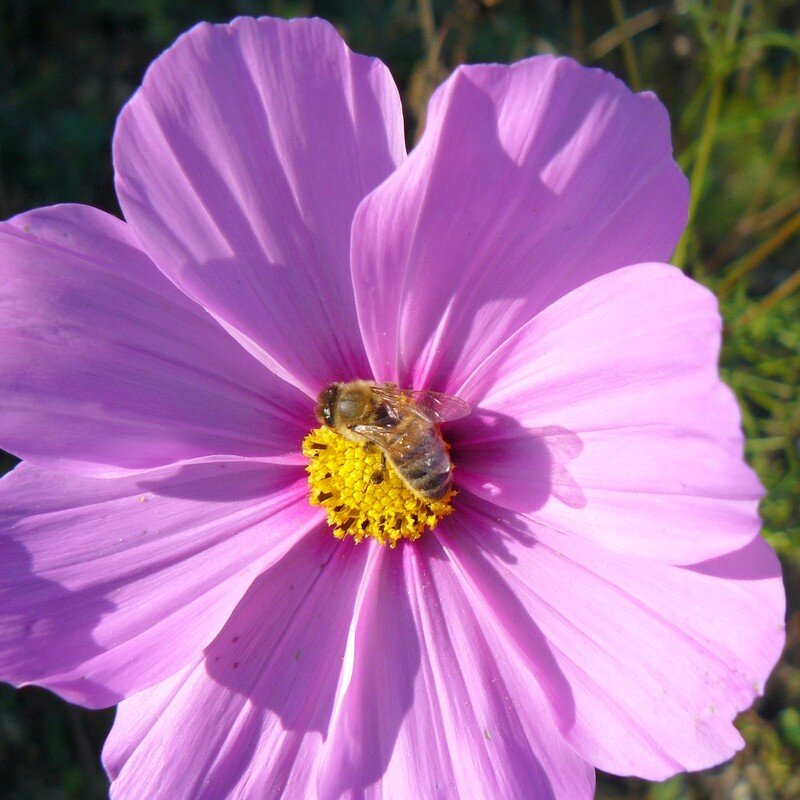 Garden Cosmos (Cosmos bipinnatus) Seeds - Alsagarden