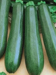 Courgette Verte de Milan 'Black Beauty' Graines