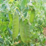Pois Mangetout 'Sweet Horizon' Graines