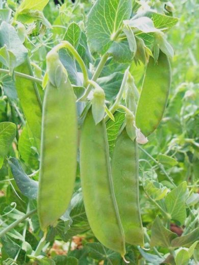 Pois Mangetout 'Sweet Horizon' Graines