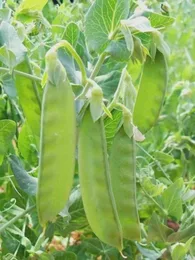 Pois Mangetout 'Sweet Horizon' Graines