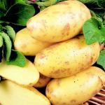 Pommes de terre 'Charlotte' 25 Plants BIO
