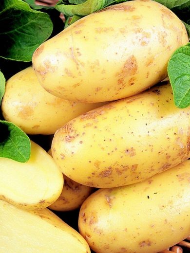 Pommes de terre 'Charlotte' 25 Plants BIO