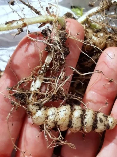 Crosne du Japon (Stachys affinis) 50 Grammes