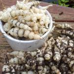 Crosne du Japon (Stachys affinis) 50 Grammes
