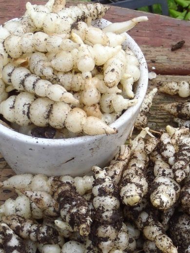 Crosne du Japon (Stachys affinis) 50 Grammes