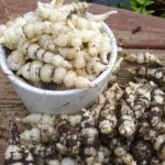 Crosne du Japon (Stachys affinis) 50 Grammes