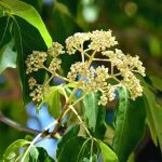 Arbre à miel (Tetradium daniellii) Graines
