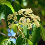 Arbre à miel (Tetradium daniellii) Graines