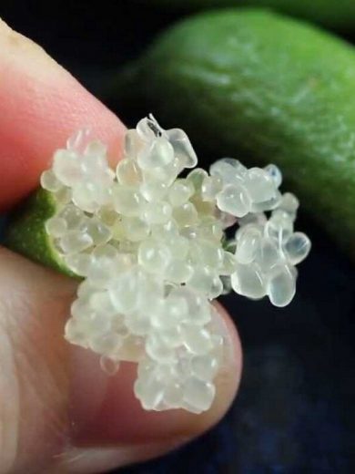Citron Caviar Véritable (Microcitrus australasica) Jeune Plant 10 cm