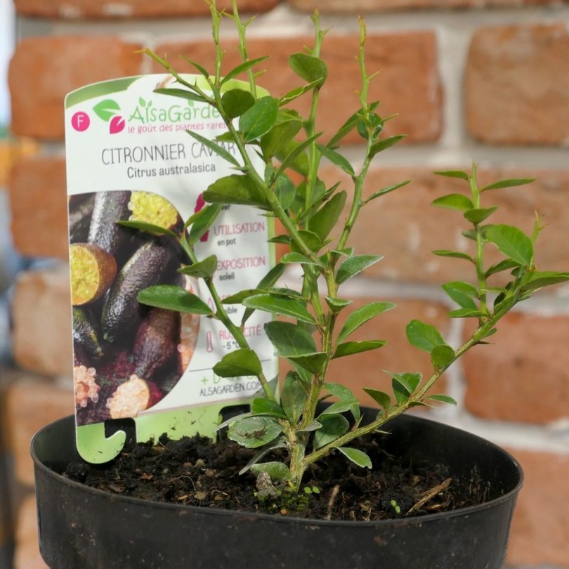 Citron Caviar Véritable (Microcitrus australasica) Jeune Plant – Image 3