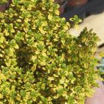 Thym Doré Citron (Variété Rare) Plant