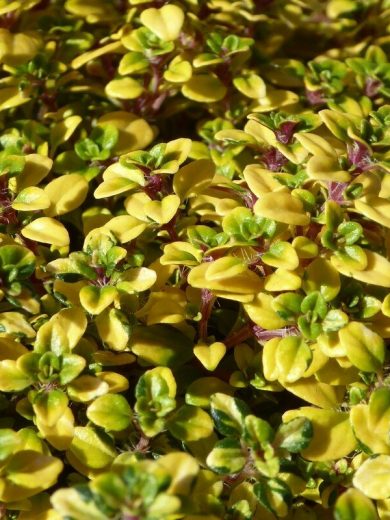 Thym Doré Citron (Variété Rare) Plant