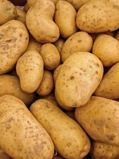 Pommes de terre 'Agria' 25 Plants BIO