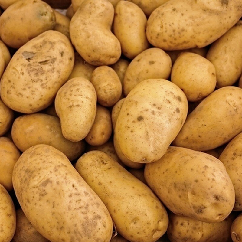 Pommes de terre 'Agria' 25 Plants BIO