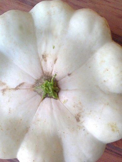 Courge 'Patisson Blanc' Graines