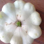 Courge 'Patisson Blanc' Graines