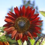 Tournesol 'Velvet Queen' Graines
