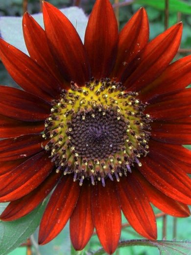 Tournesol 'Velvet Queen' Graines