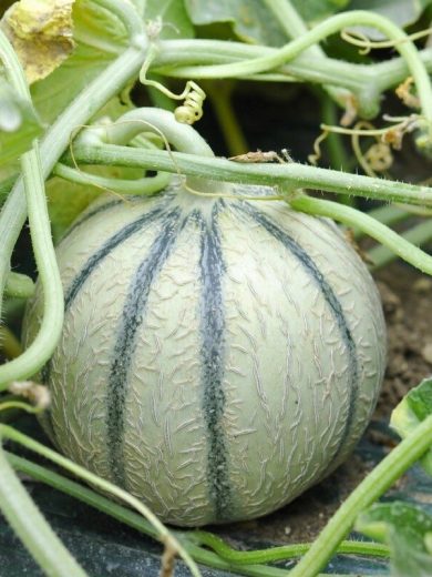 Melon 'charentais' (Variété française) Graines