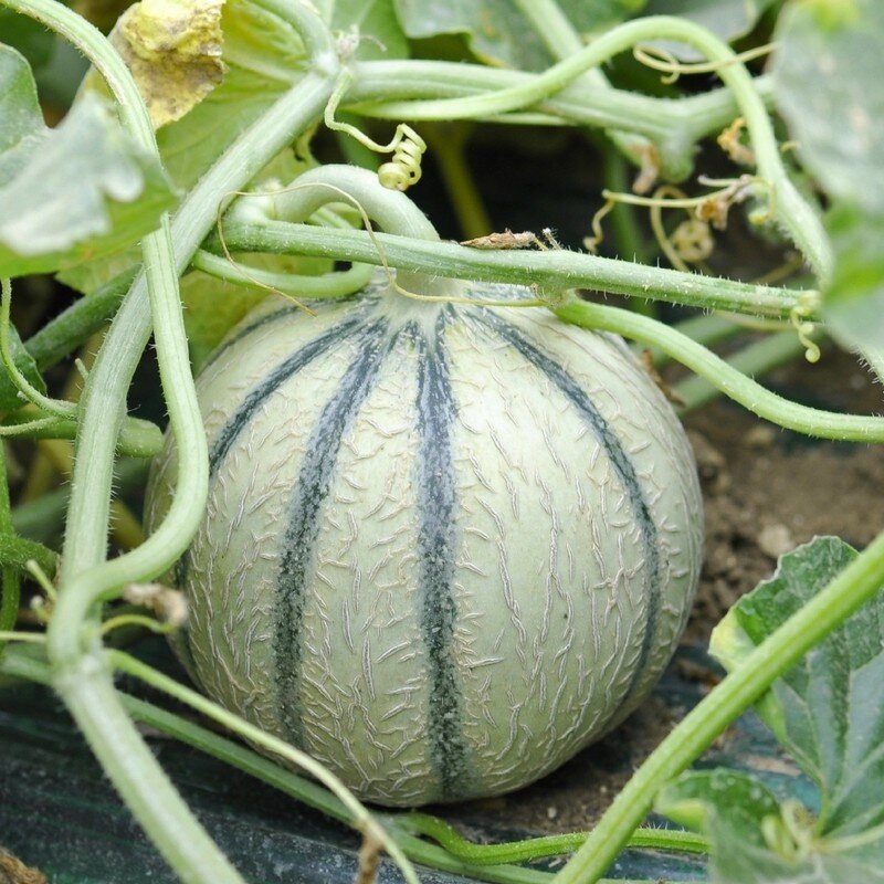 Melon 'charentais' (Variété française) Graines