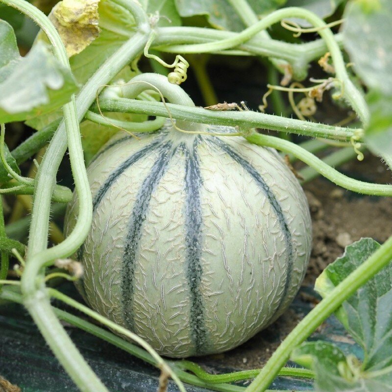 Graines del Païs : Autres légumes fruits > Melon d'hiver Vert