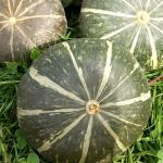 Potiron 'Green Hokkaido' Graines