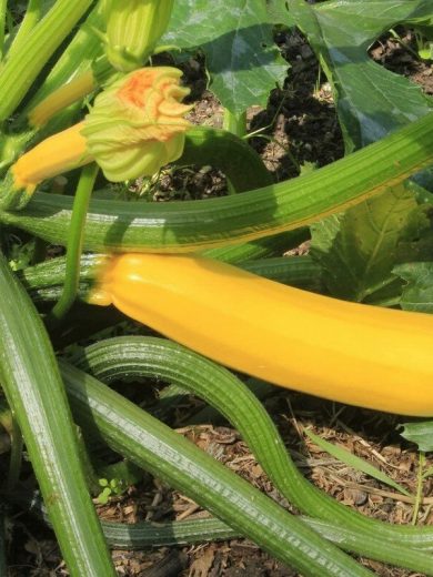 Courgette jaune 'Gold rush' (Plant Pot 12 cm)