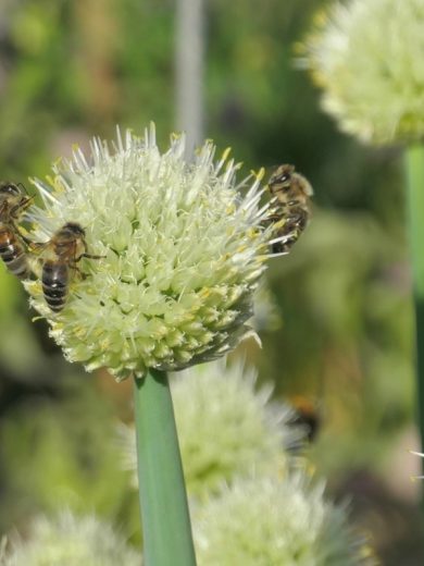 Ciboule blanche vivace (Allium fistulosum) Graines