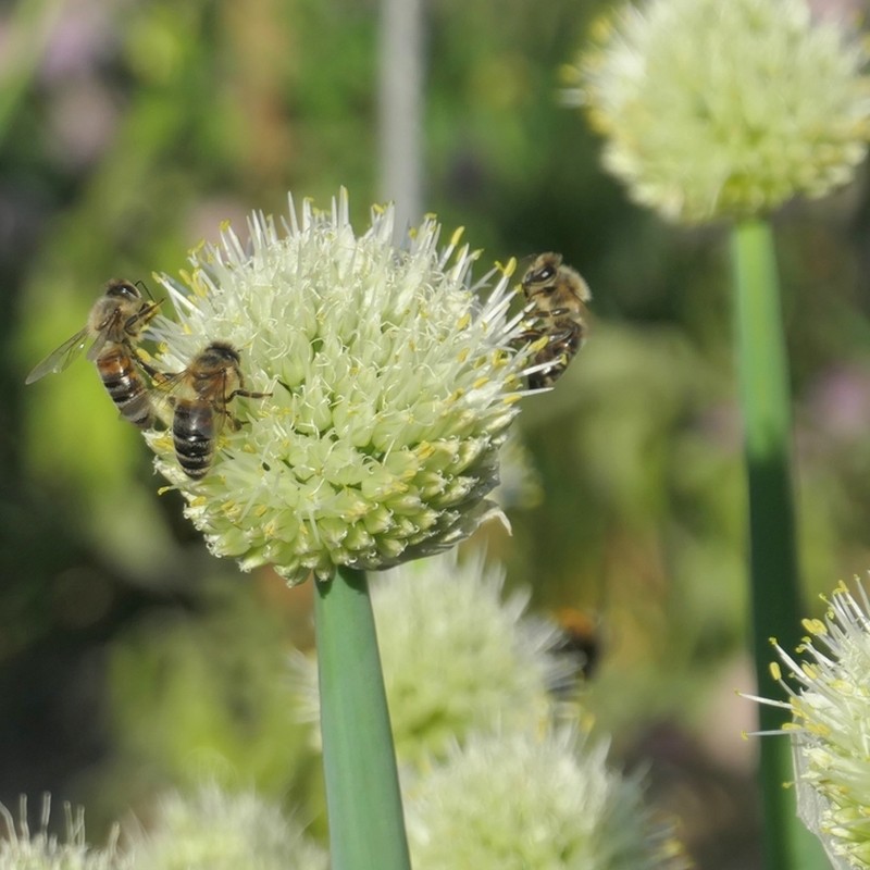 Ciboule blanche vivace (Allium fistulosum) Graines - Alsagarden