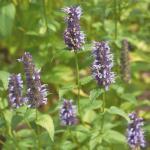 Menthe Coréenne (Agastache rugosa) Graines