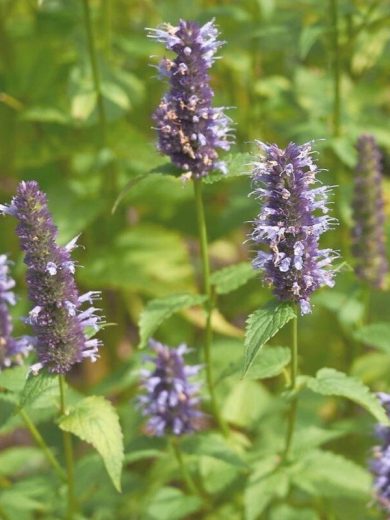 Menthe Coréenne (Agastache rugosa) Graines