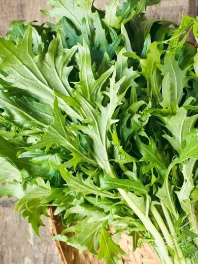 Mizuna japonais (Brassica rapa japonica) Graines
