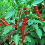 Piment de Cayenne (Très piquant) Graines
