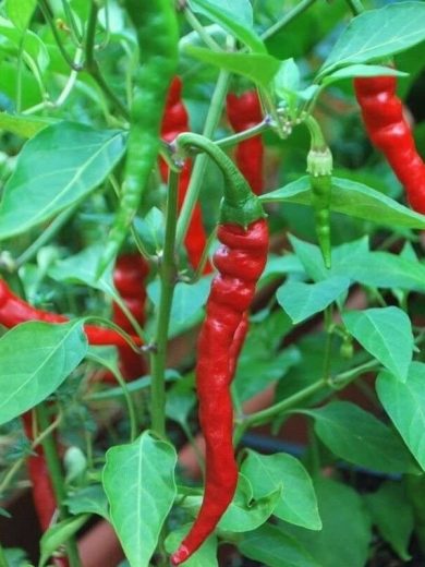 Piment de Cayenne (Très piquant) Graines